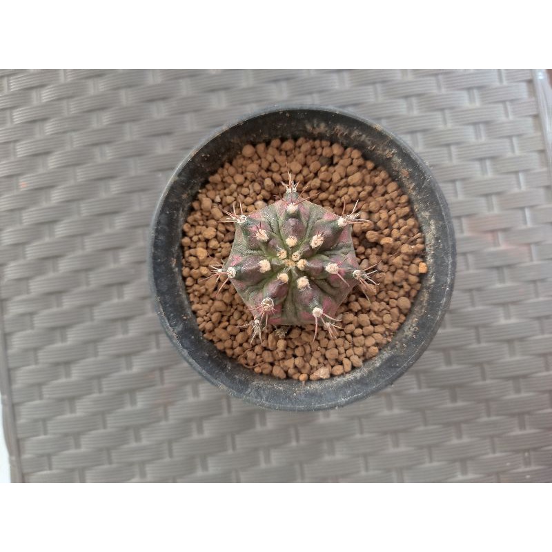 kaktus gymno t-lux variegata ownroot