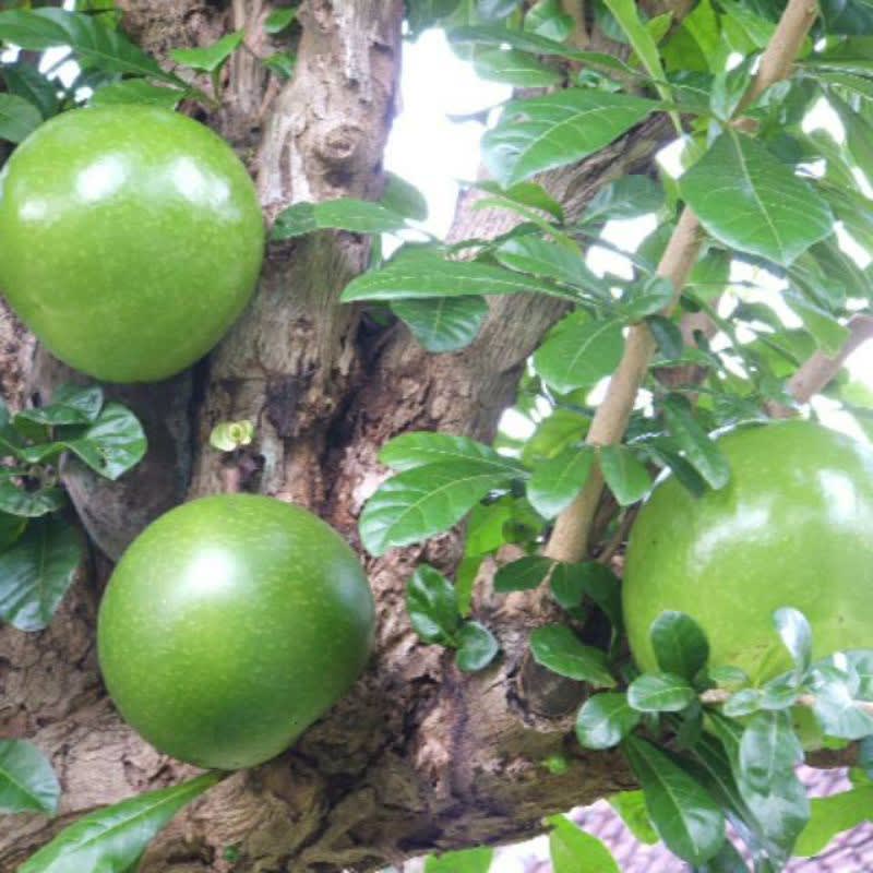 

buah maja ukuran 2kg Hasil Kebun Sendiri