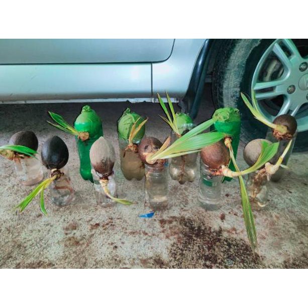 [DISC NO FREE] Bahan bonsai kelapa minion gading oren - bonsai kelapa gading oren, gading kuning, ge
