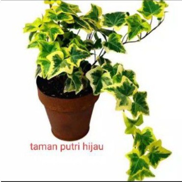 Ivy english - Tanaman hias Gantung english ivy variegata - happy ivy