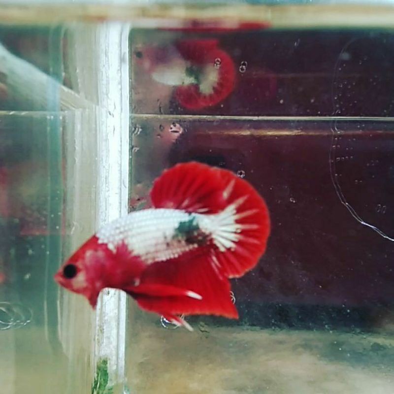 ikan cupang fccp line vietnam