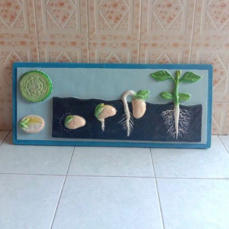 

Penampang Dikotil Kacang ukuran 33x80cm