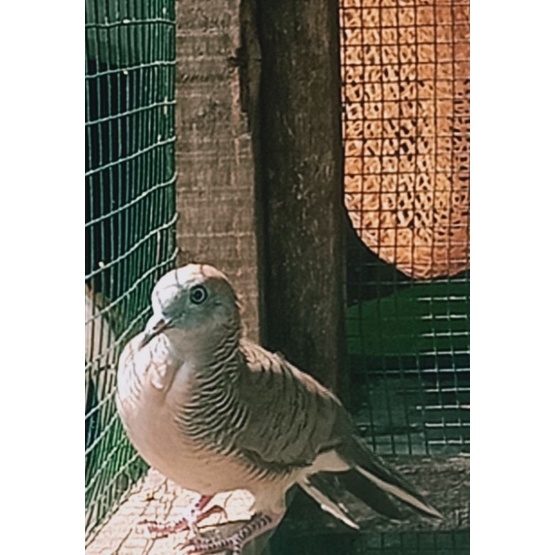 Burung perkutut lokal katuranggan Pancoran mas