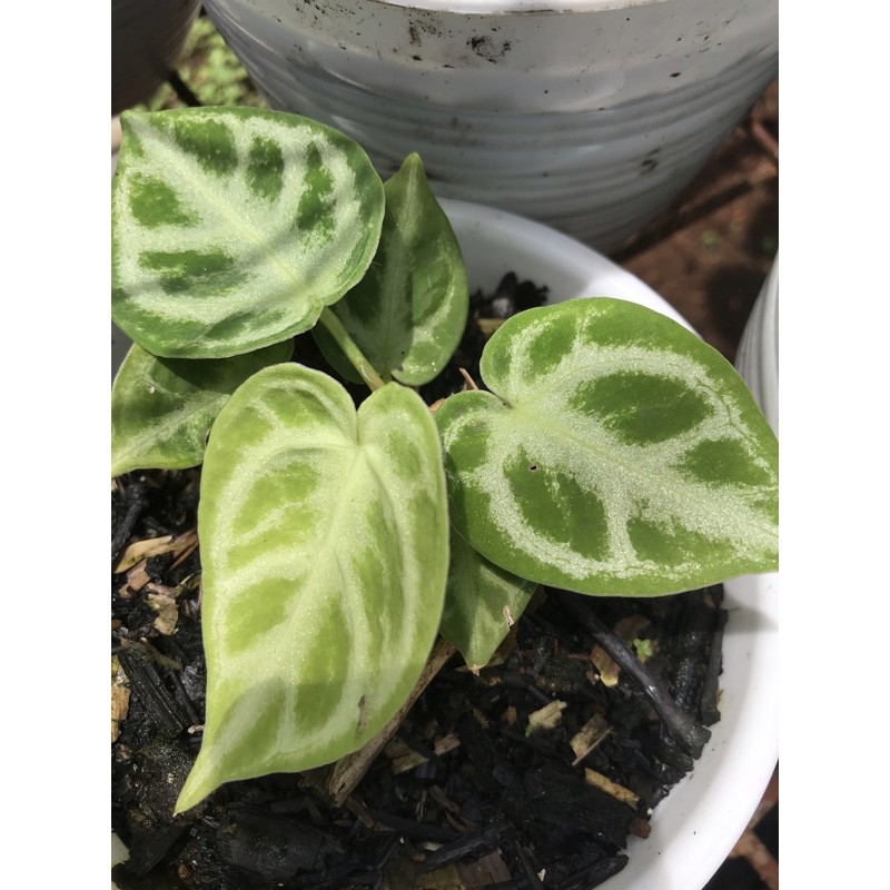 anthurium dorayaki ori