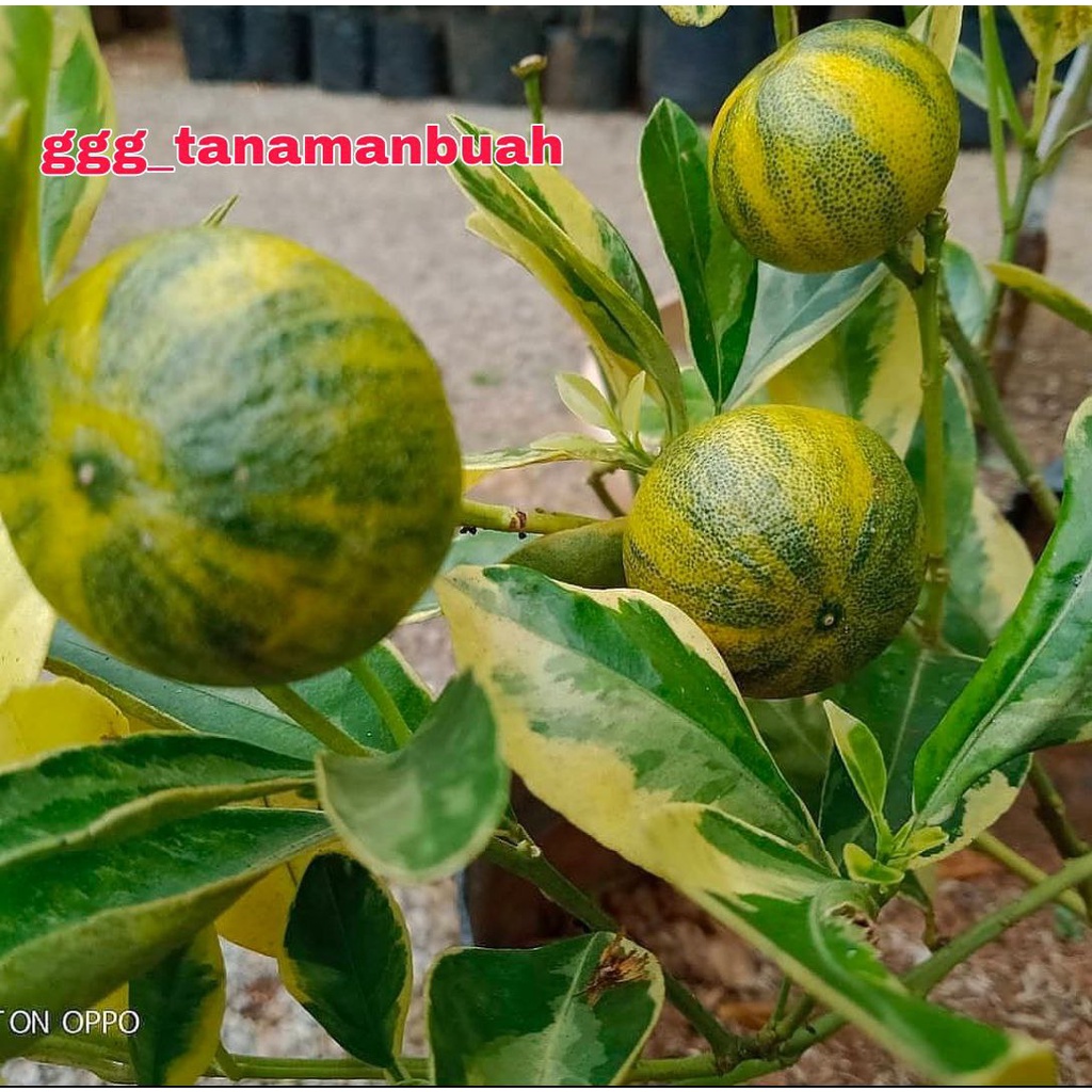 Bibit Pohon Jeruk Sunkist Varigata Sudah Berbuah