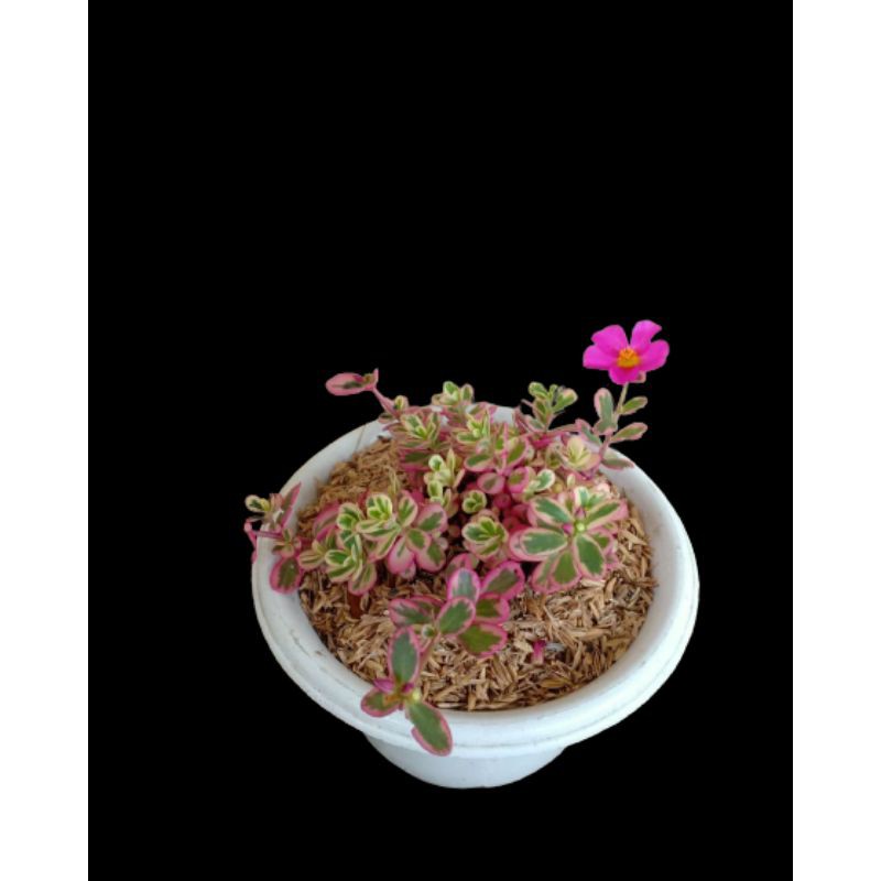 PROMO BUNGA SUN ROSE/MOSS ROSE KROKOT PORTULACA HANA VARIAGATA PINK | TERMURAH