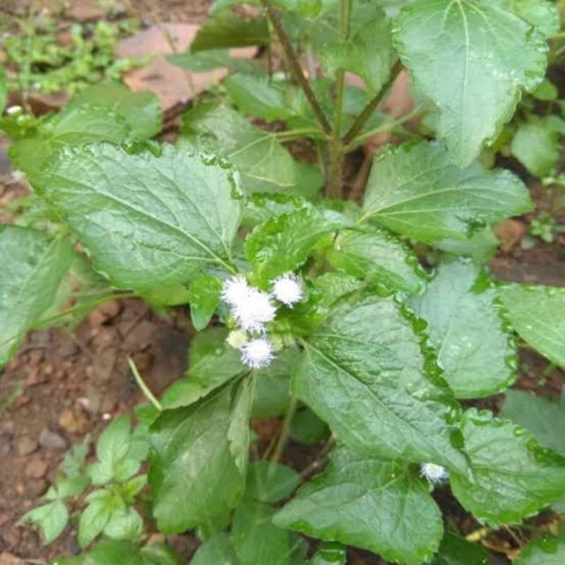 

daun babadotan kering / segar