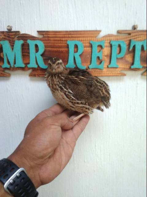 15+ Burung Puyuh Artinya Images