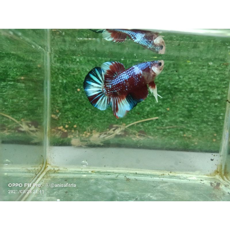 Ikan Cupang Giant Red Koi Galaxi 1 Pair