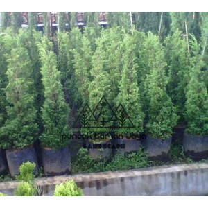 Tanaman Pohon Cemara Natal Hidup 1 Meter 1m