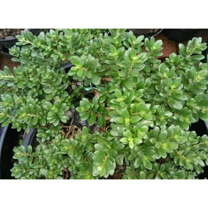 TERLARIS  BIJI SANTIGI KARANG BONSAI 250 BIJI