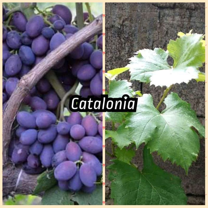 bibit anggur Catalonia import stek batang