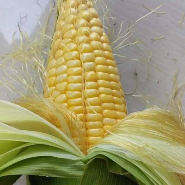 

Jagung manis