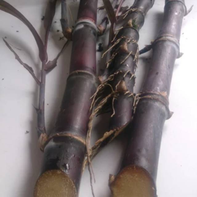 Bibit Tebu Hitam-Tebu Ireng-Tebu wulung