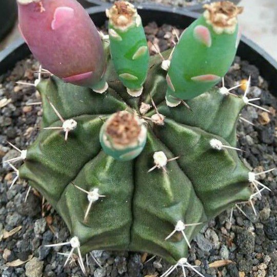 biji benih kaktus Gymno Miha Hybrid hijau