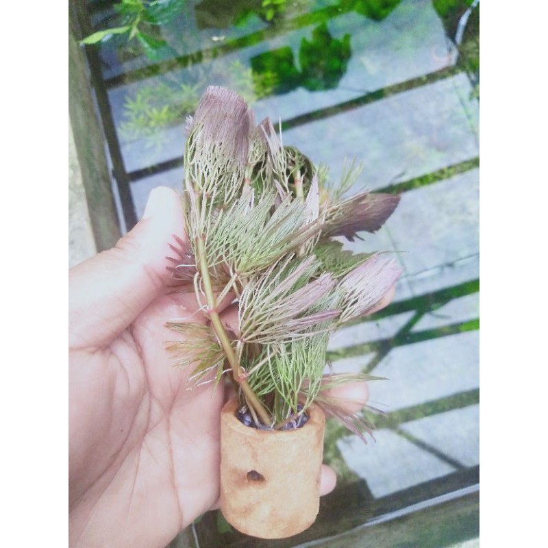 cabomba red tanaman aquascape