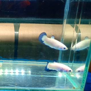 7200 Gambar Ikan Cupang Blue Rim Betina Terbaik