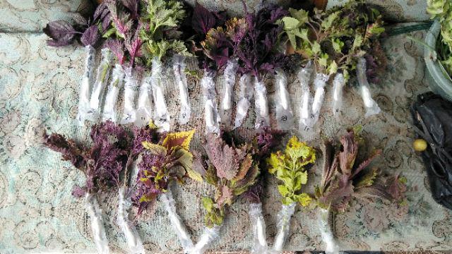 No 20 Tanaman Hias Miana/coleus/iler/jawer Kotok