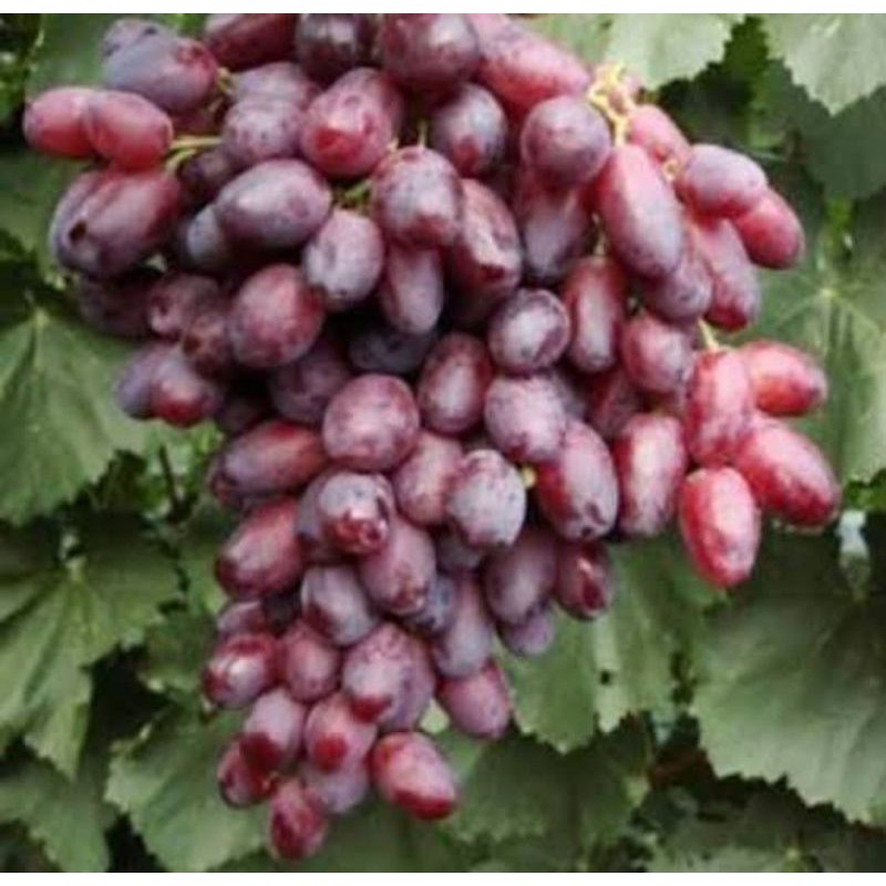 Bibit anggur import winx