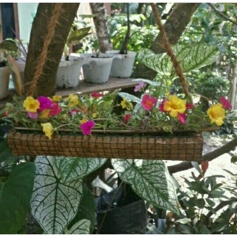 POT GANTUNG BUNGA KROKOT DAN MOSSROSE SABUT KELAPA