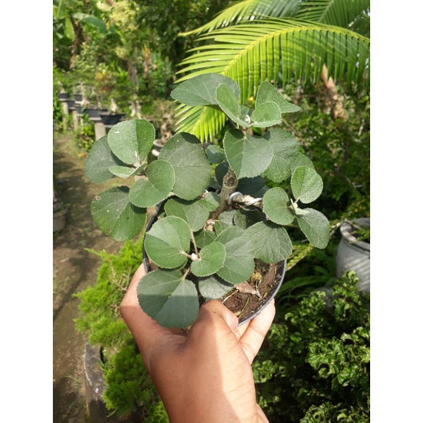 ORIGINAL Waru Jepang