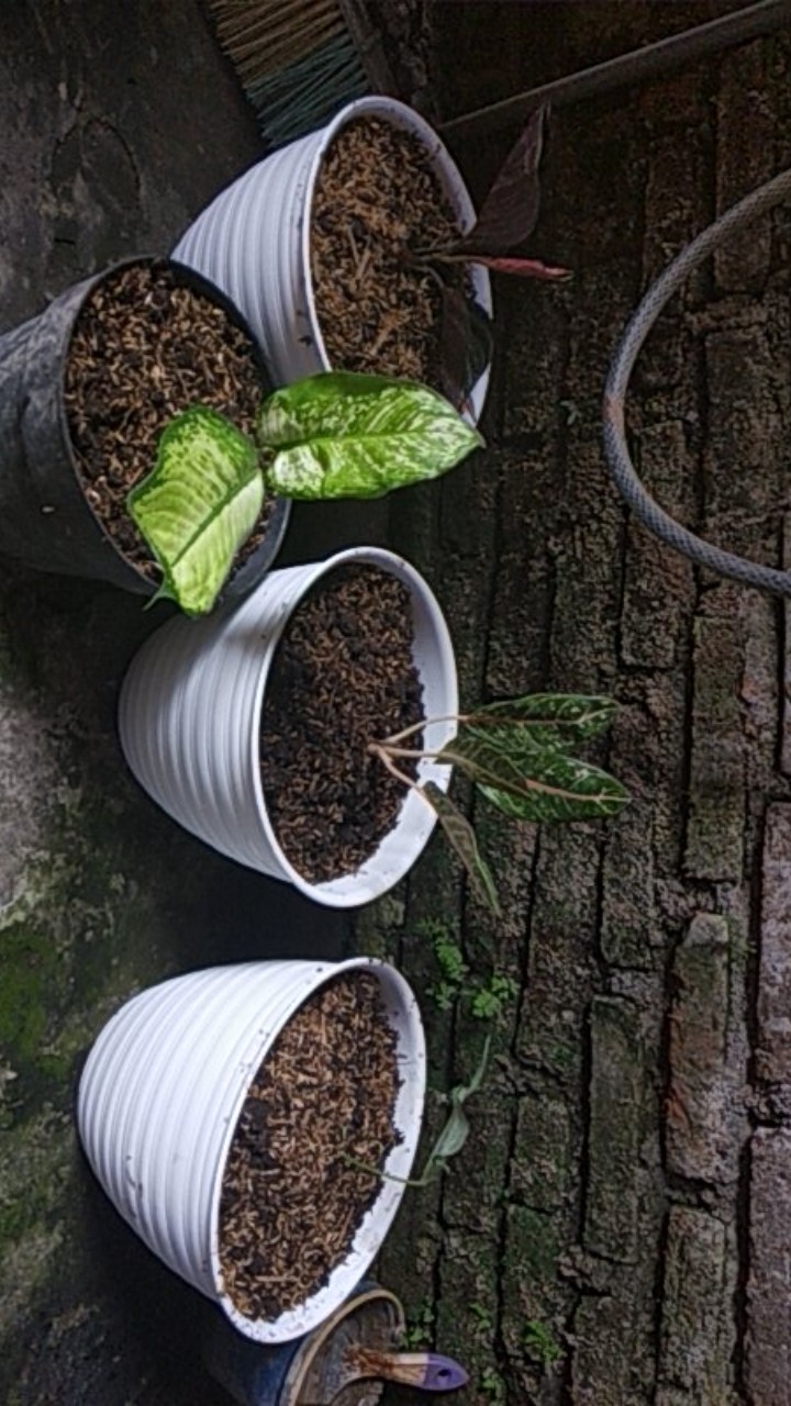 Anthurium / Gelombang Cinta Anakan