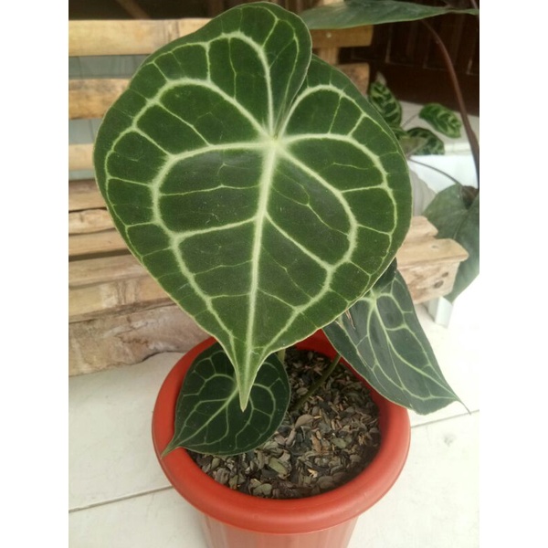 Anthurium Clarinervium Pagoda / Anthurium Pagoda Ori