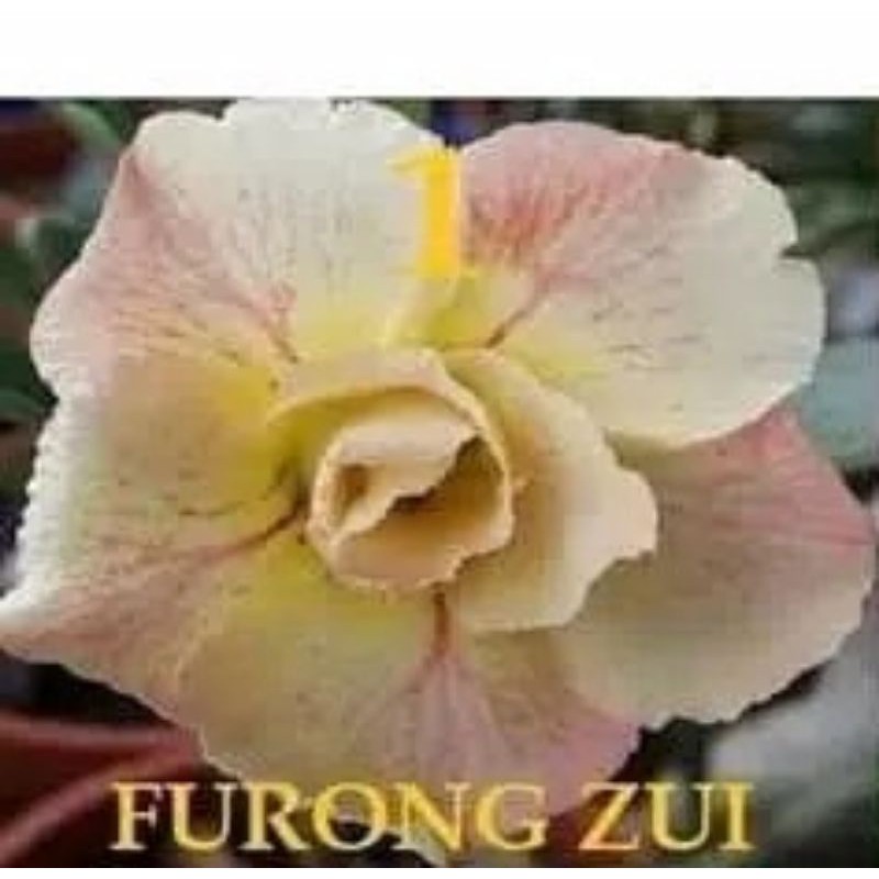 

bibit bunga kamboja adenium furong zui