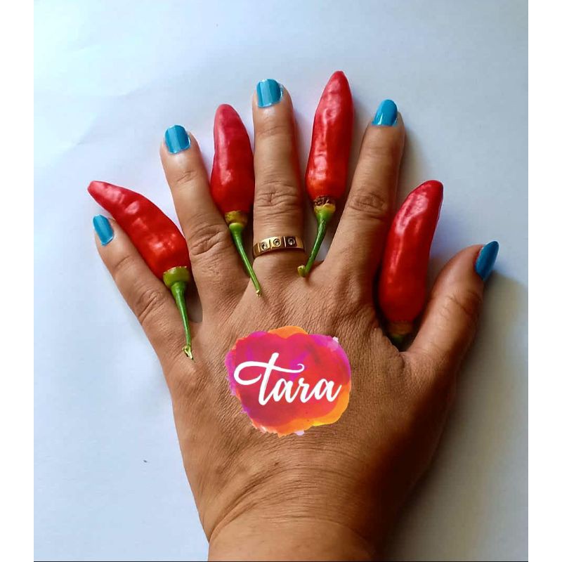 Benih Bibit Cabe Rawit Setan Jumbo Bangkok/ Organic Thai Chili Pepper