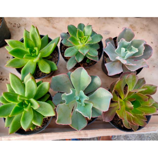 Kaktus sekulen asli size besar