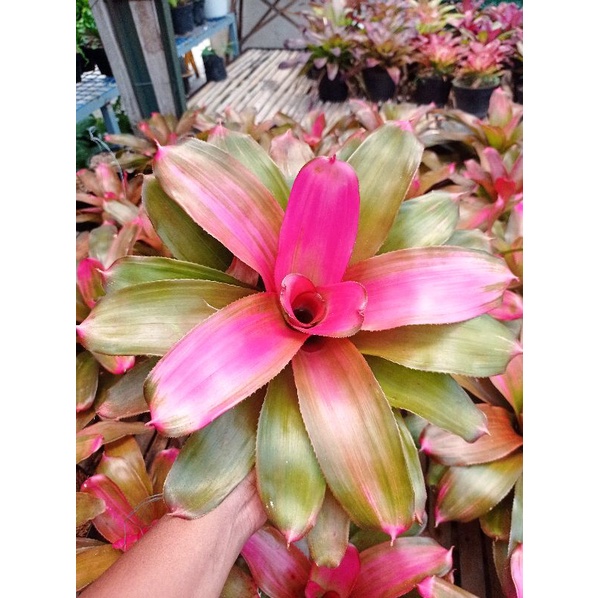 Tanaman Hias Bromelia Pink Grass