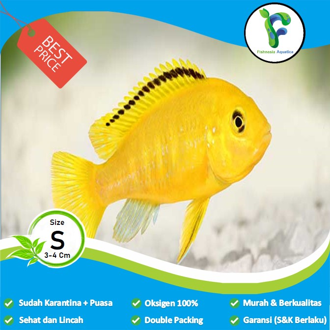 Ikan Hias Aquascape Lemon Cichlid/Lemon Siklid