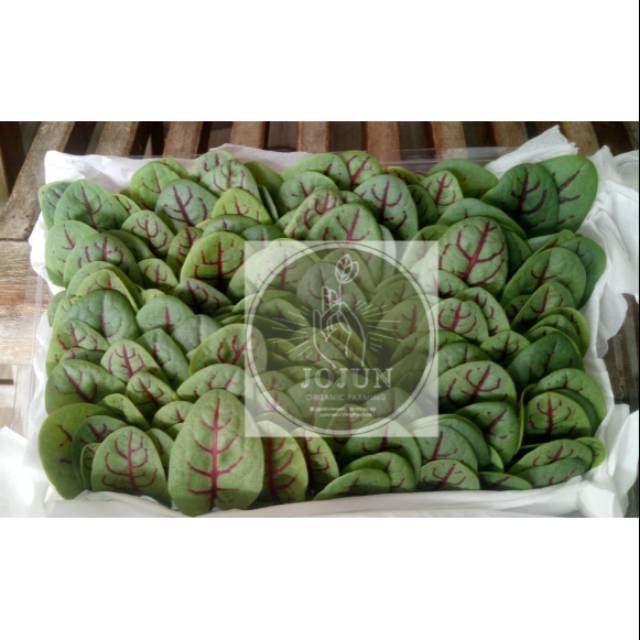 

PROMOOOOOO TERMURAH!!! Daun red vien sorrel..