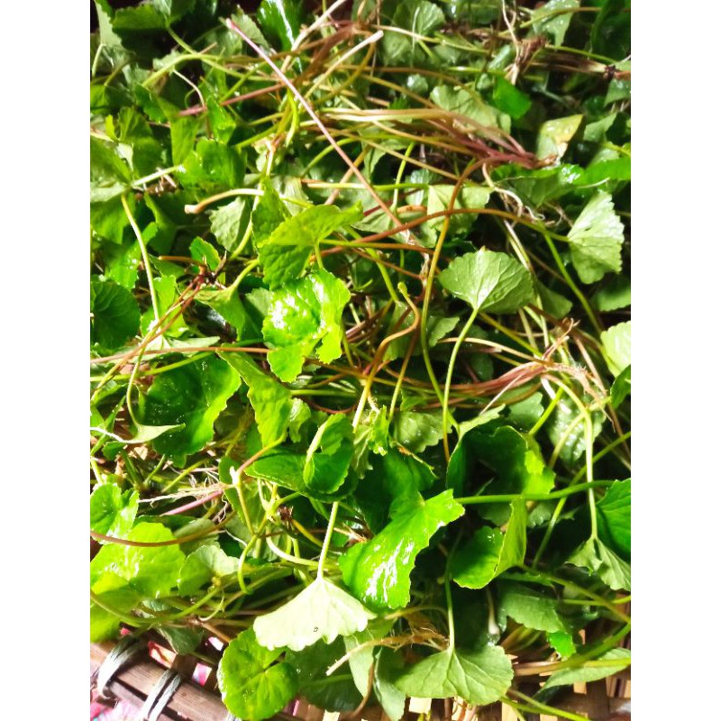 

Daun antanan/pegagan besar 1000grm