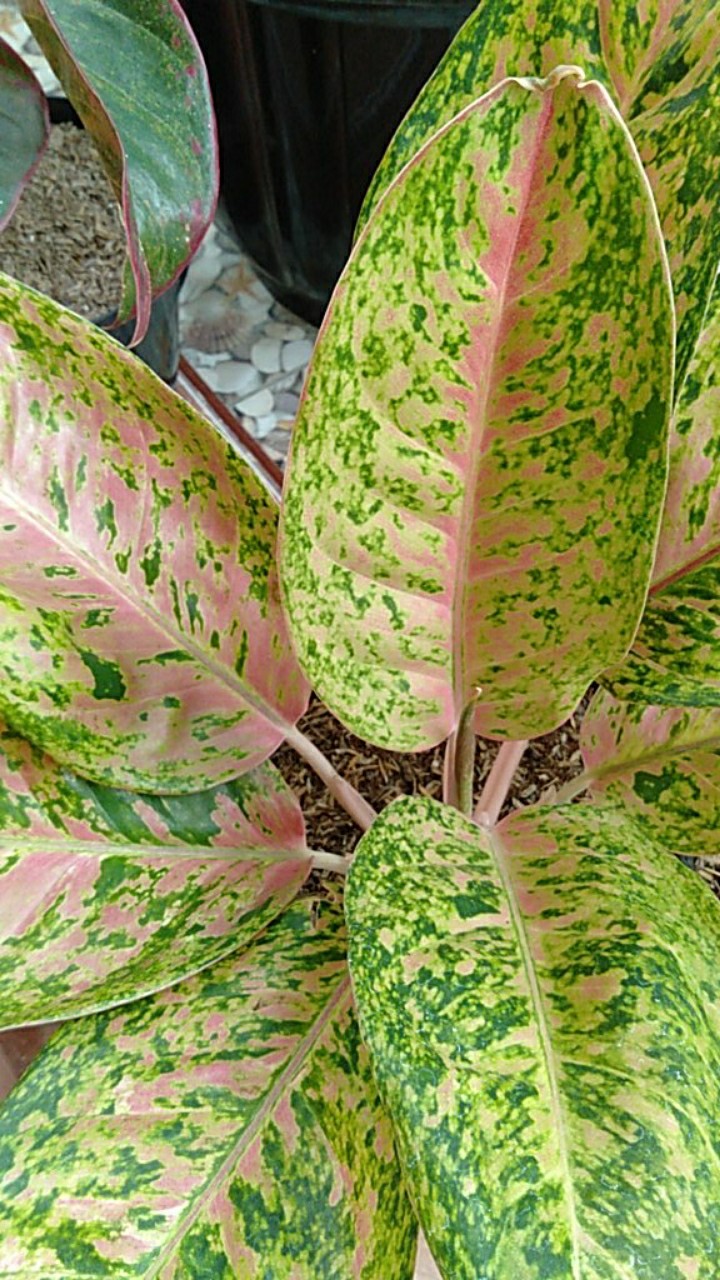 {import} Sprei Waterproof Motif Anak Anak Tinggi 20cm Tnp Tas