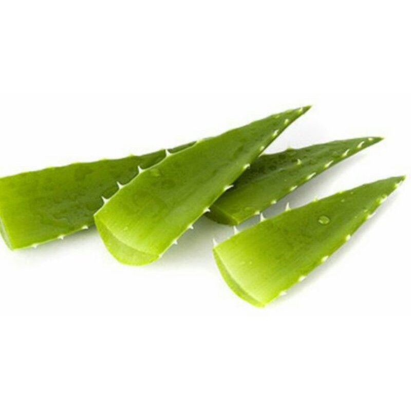 

Pelepah Lidah Buaya Fresh Aloe Vera