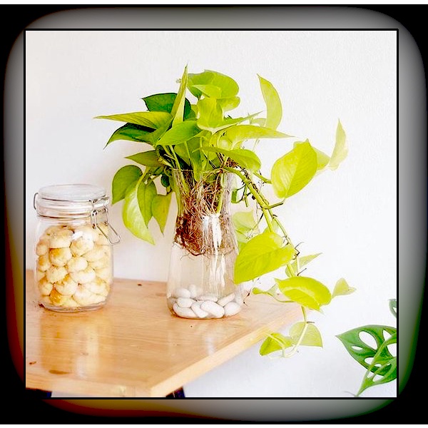 tanaman hias gantung rambat sirih lemon bunga hidup hiasan depan rumah dan taman outdoor cod murah