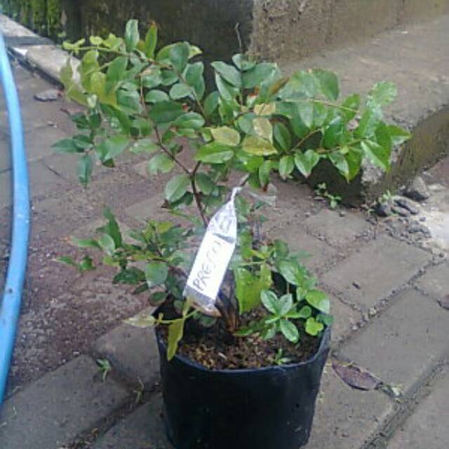 Anggur Preco/anggur brazil