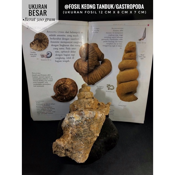 Fosil Keong Tanduk Temuan B9 atau Fosil Kerang atau Fosil Kol atau Fosil Hewan