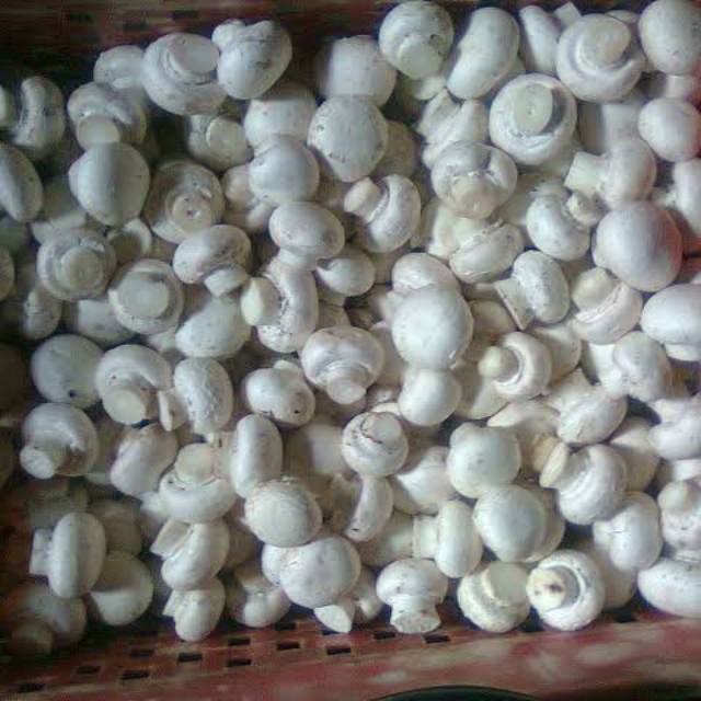 

Jamur kancing 250gr bandung