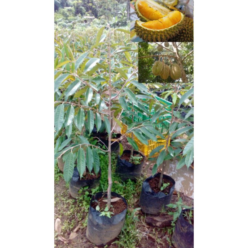 Bibit durian montong
