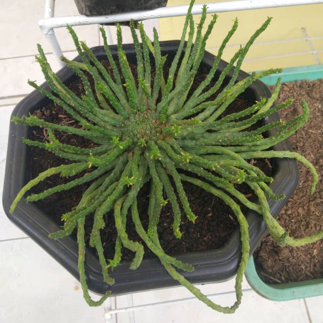  Kaktus  Medan Caput Medusa jumbo pot  dm 25cm Shopee  Indonesia