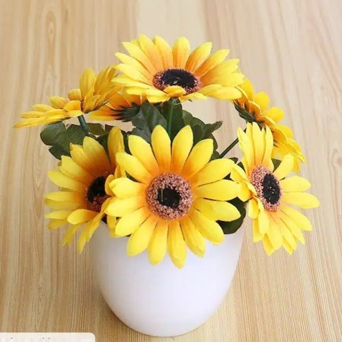 Bundara.id Pr-599 Best seller Tanaman hias bunga matahari import