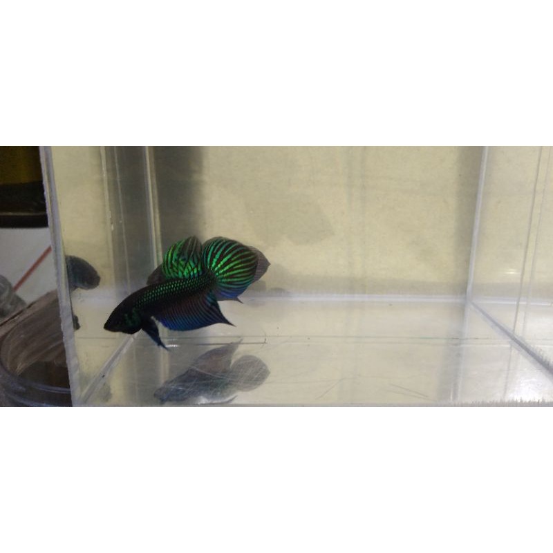 ikan cupang alam wild betta tailand mahachai green bigtail / spade tail