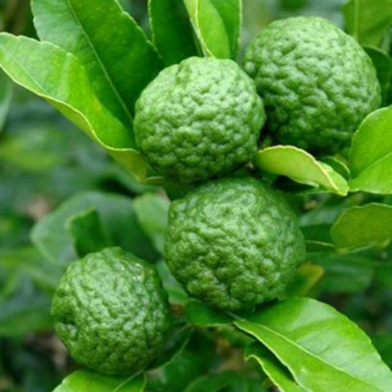 

BUAH JERUK PURUT