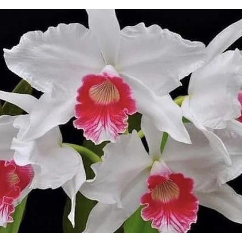 Anggrek Dendrobium- Bunga Hias Anggrek - Tanaman Hidup - Bunga Hidup