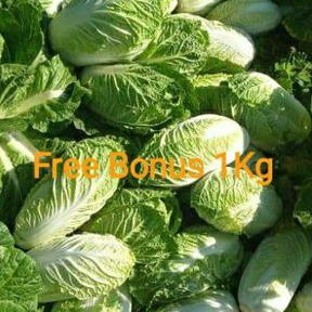 

Sawi Putih 1 kg + Gratis Bonus