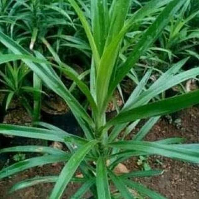 Tanaman Pohon Pandan Sugi Tanaman Dapur Daun Suji Pohon Pewarna Pewangi Buatan Alami Shopee Indonesia