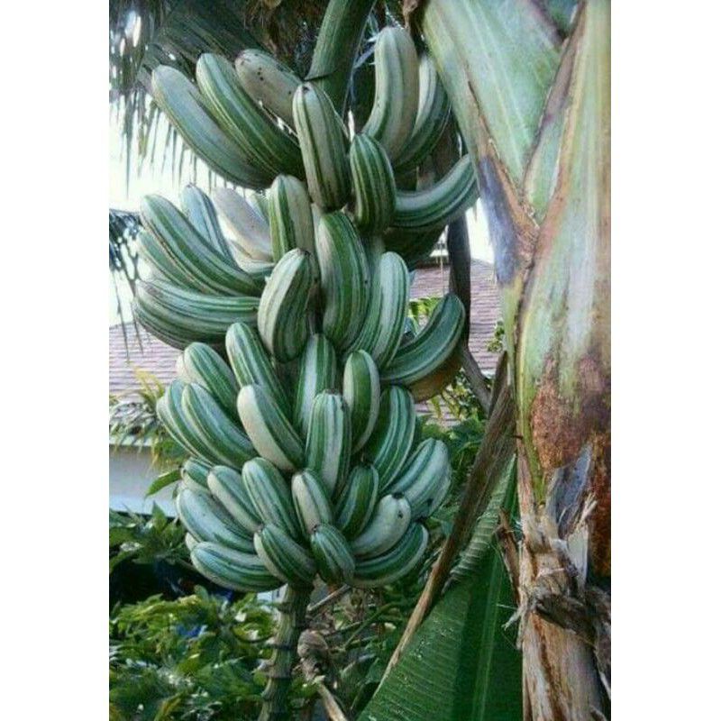 Bibit Pisang Kepok Varigata Asli Dan Langka Best Seller
