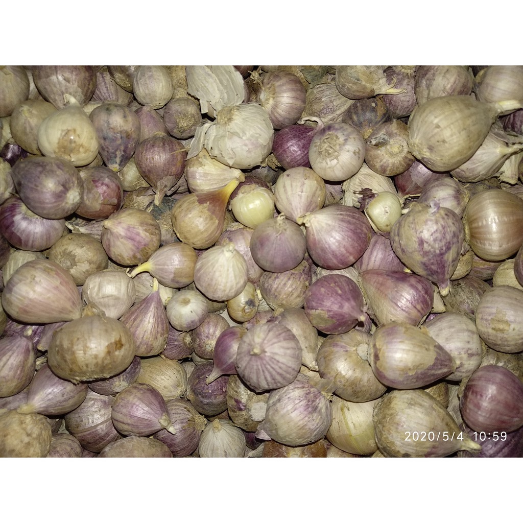 

Bawang Tunggal Eceran 1 kg Kecil